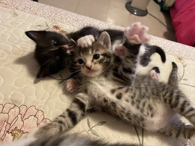 Okay, you can join the snuggle