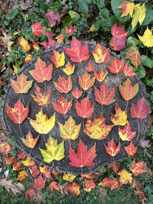 A photo of many red maple leaves arranged artfully on a tree stump. The leaves vary in color from greenish to yellow to deep red. 