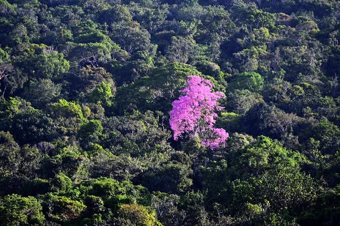 Aerial view of flowering pink Ip?ree ( Tabebuia avellanedae ) in the Amazon upland rainforest, Northern Mato Grosso State, Western Brazil
