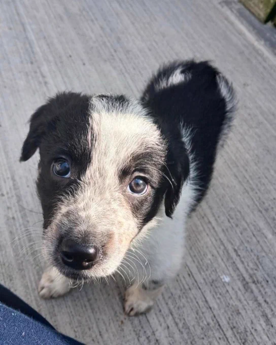 A Collie Crossbreed puppy standing outside looking at the camera.