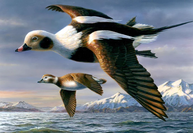 A painting of two long-tailed ducks flying over the ocean with some snowy mountains off in the distance. 